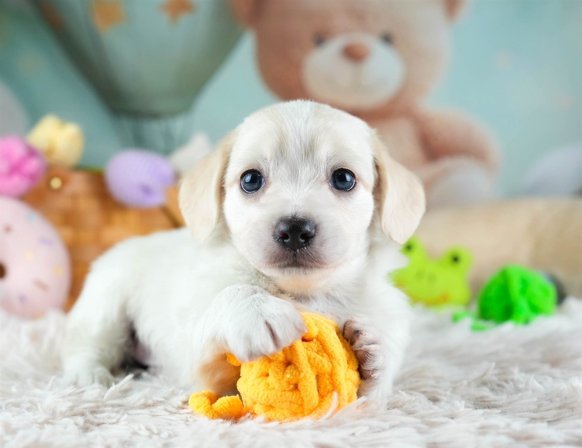 チワックス | 男の子 | クリーム | 2026年2月11日