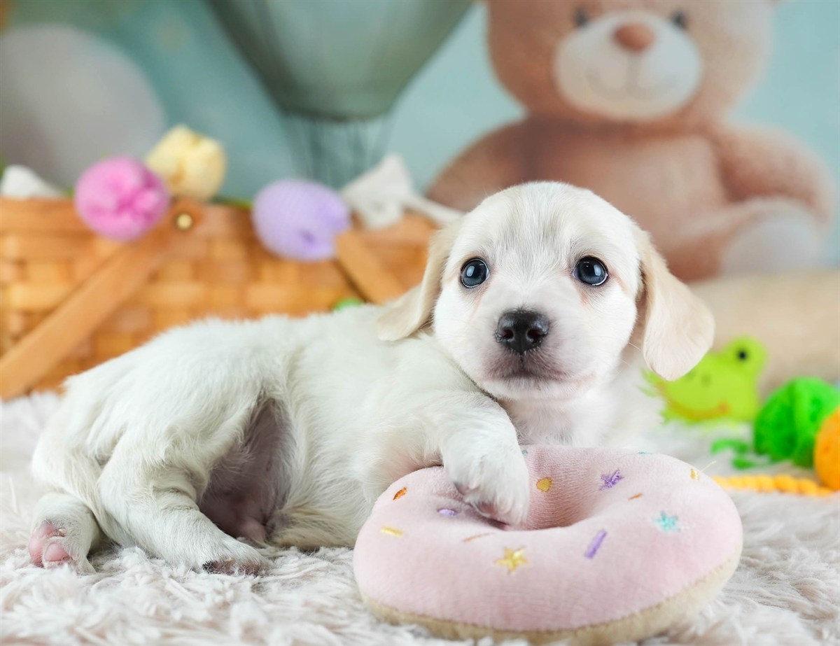 チワックス | 男の子 | クリーム | 2026年2月11日