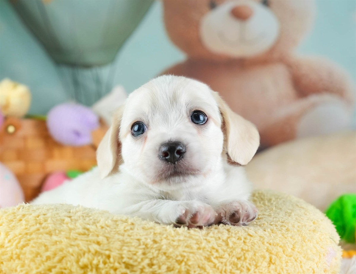 チワックス | 男の子 | クリーム | 2026年2月11日