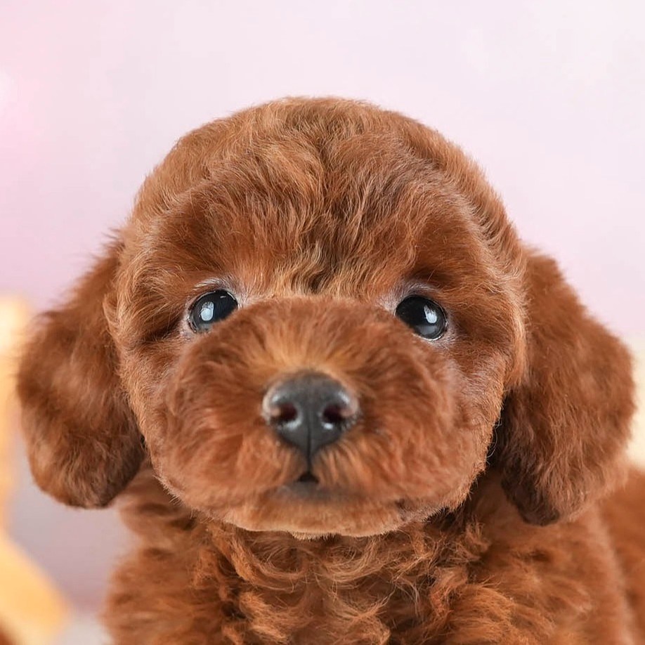 トイ・プードル | 男の子 | レッド | 2026年2月12日（ID:dog-30003021）