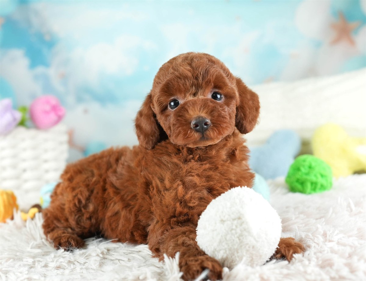 トイ・プードル | 男の子 | レッド | 2026年2月12日（ID:dog-30003021）