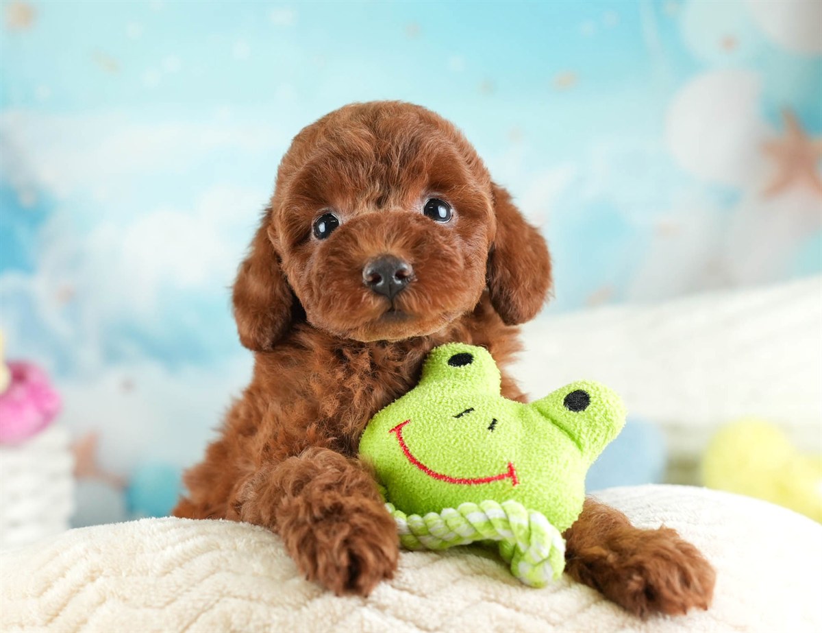 トイ・プードル | 男の子 | レッド | 2026年2月12日（ID:dog-30003021）