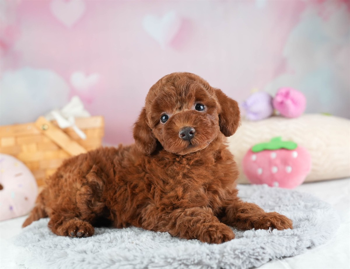 トイ・プードル | 男の子 | レッド | 2026年2月12日（ID:dog-30003021）