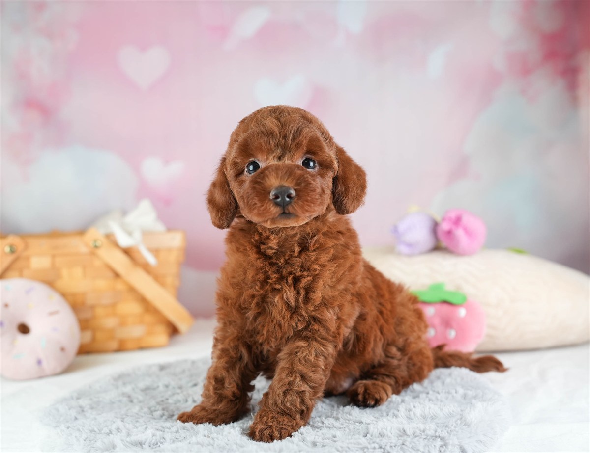 トイ・プードル | 男の子 | レッド | 2026年2月12日（ID:dog-30003021）