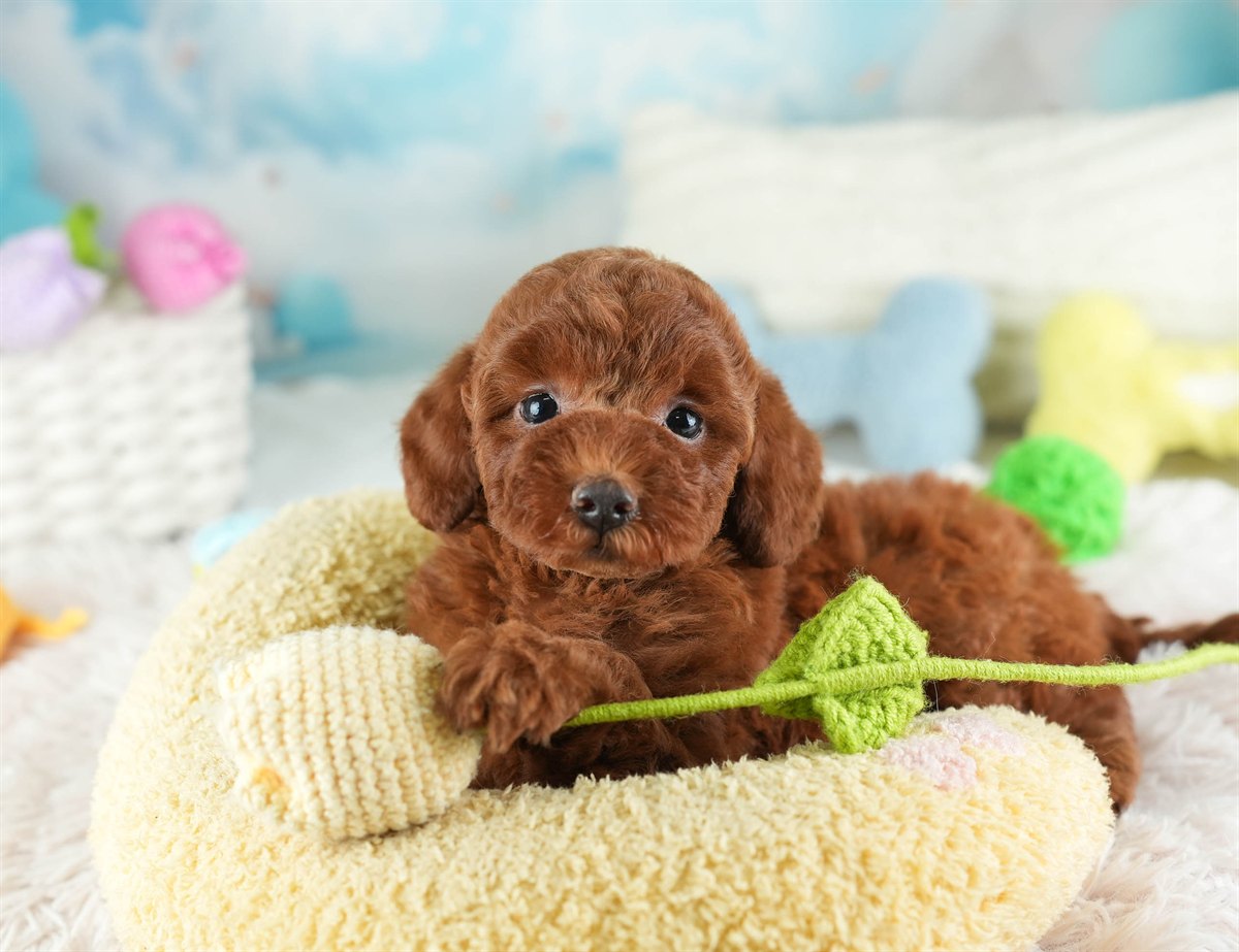 トイ・プードル | 男の子 | レッド | 2026年2月12日（ID:dog-30003021）