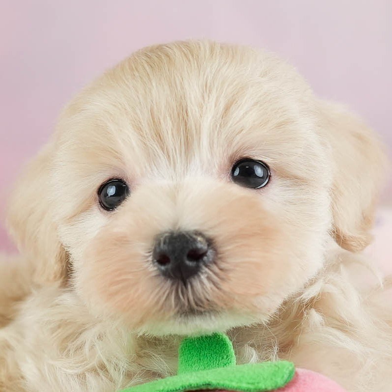 マルプー | 男の子 | アプリコット | 2026年2月14日（ID:dog-30003022）