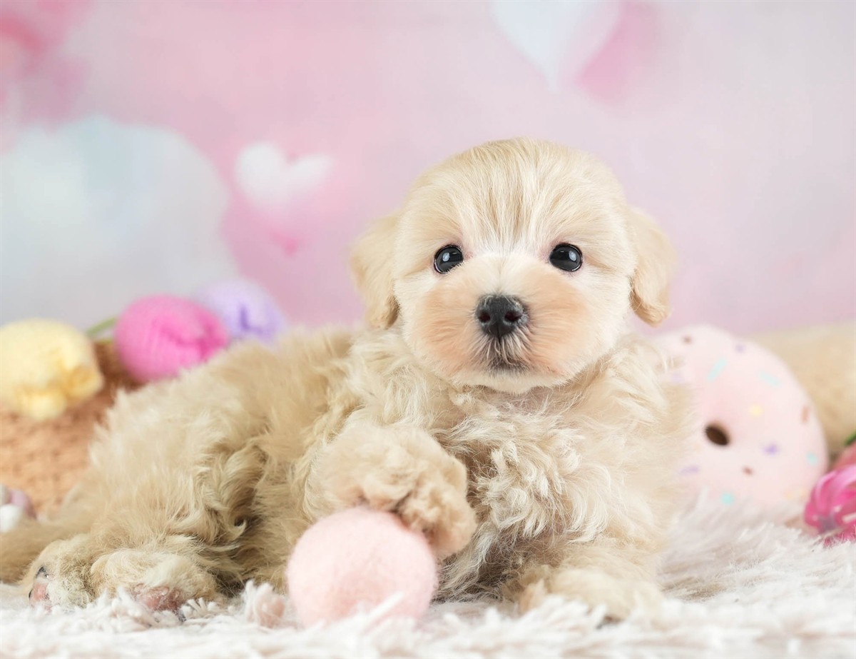 マルプー | 男の子 | アプリコット | 2026年2月14日（ID:dog-30003022）