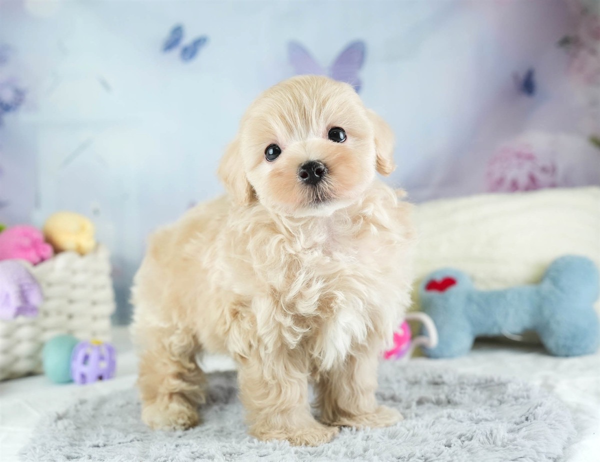 マルプー | 男の子 | アプリコット | 2026年2月14日（ID:dog-30003022）