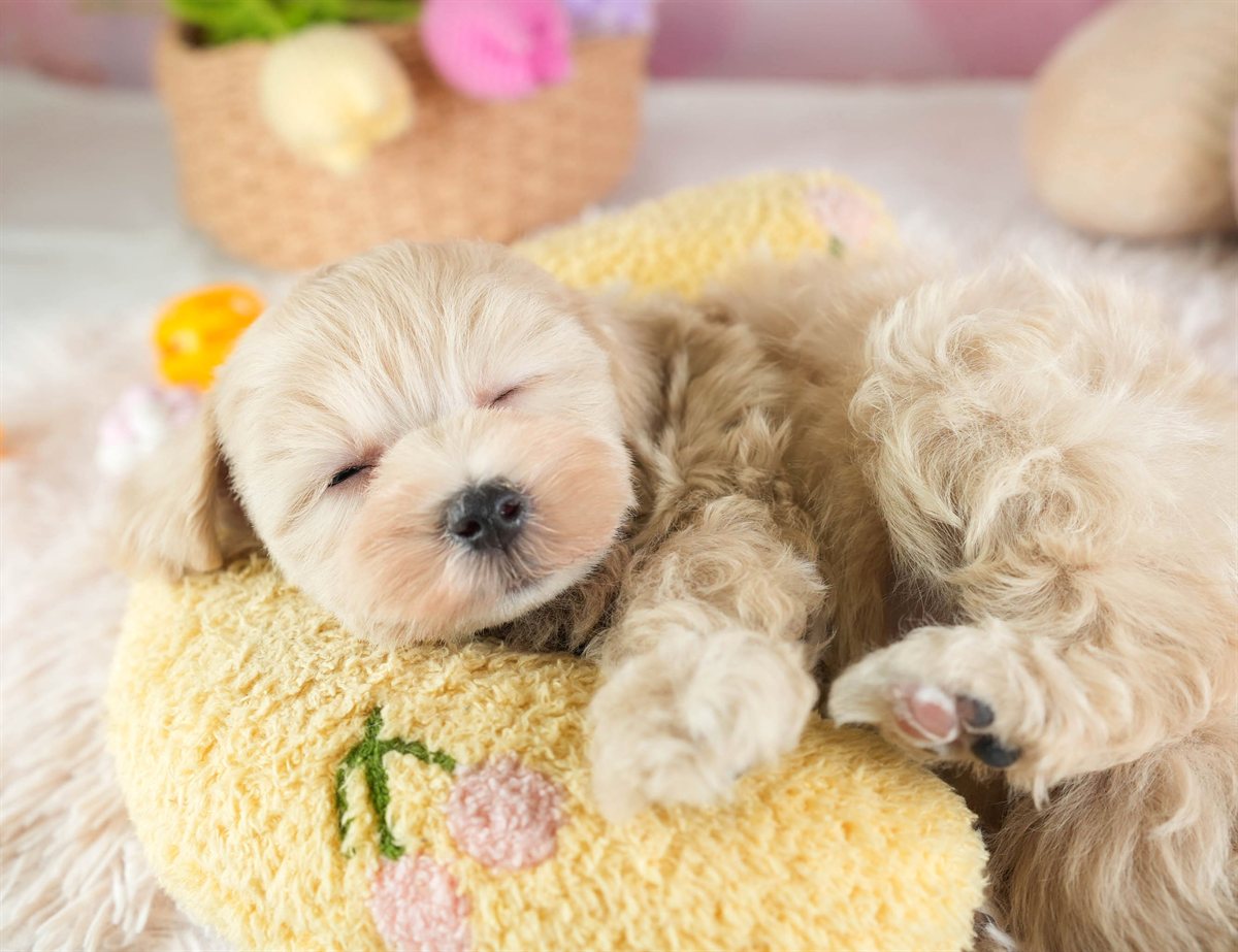 マルプー | 男の子 | アプリコット | 2026年2月14日（ID:dog-30003022）