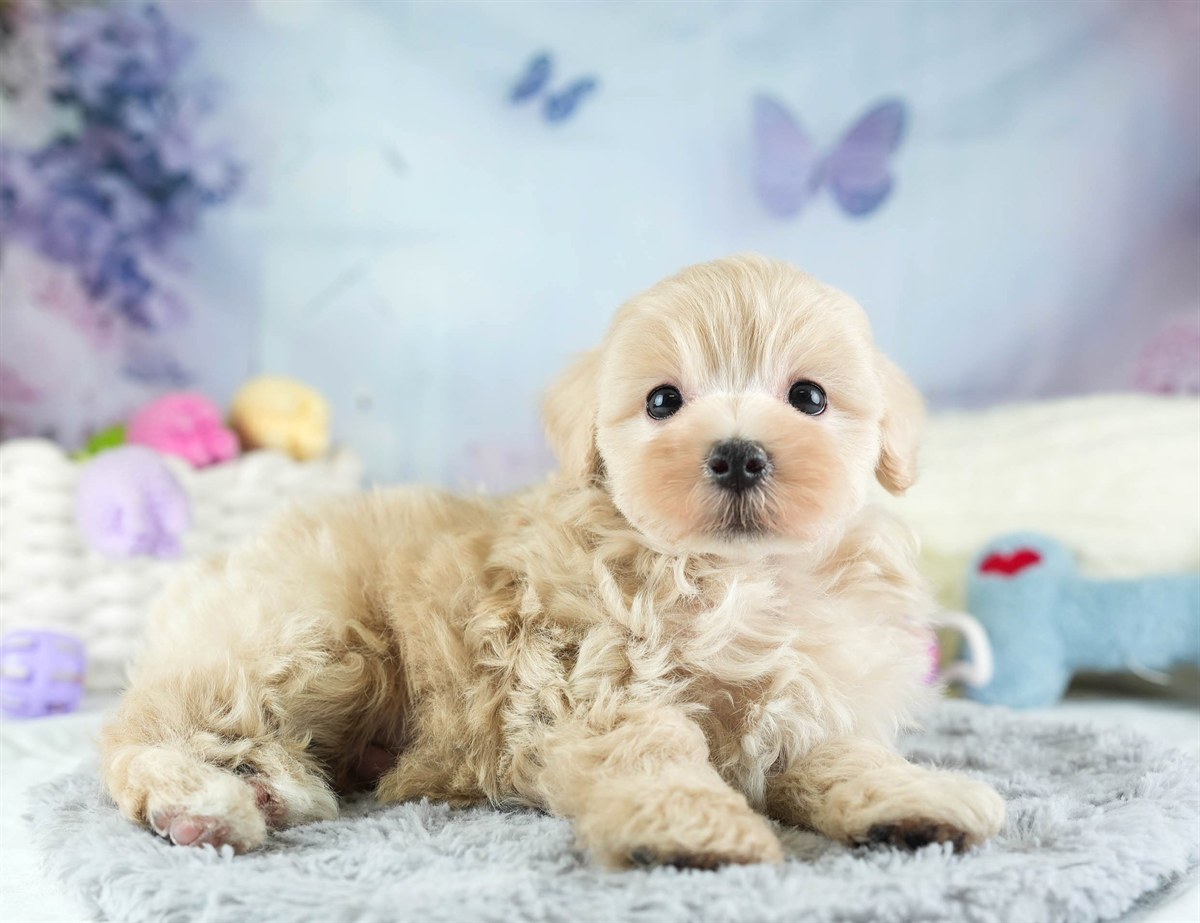 マルプー | 男の子 | アプリコット | 2026年2月14日（ID:dog-30003022）