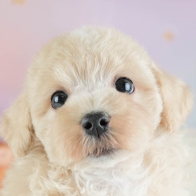 マルプー | 男の子 | アプリコット | 2026年2月14日（ID:dog-30003025）