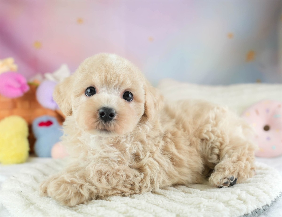 マルプー | 男の子 | アプリコット | 2026年2月14日（ID:dog-30003025）