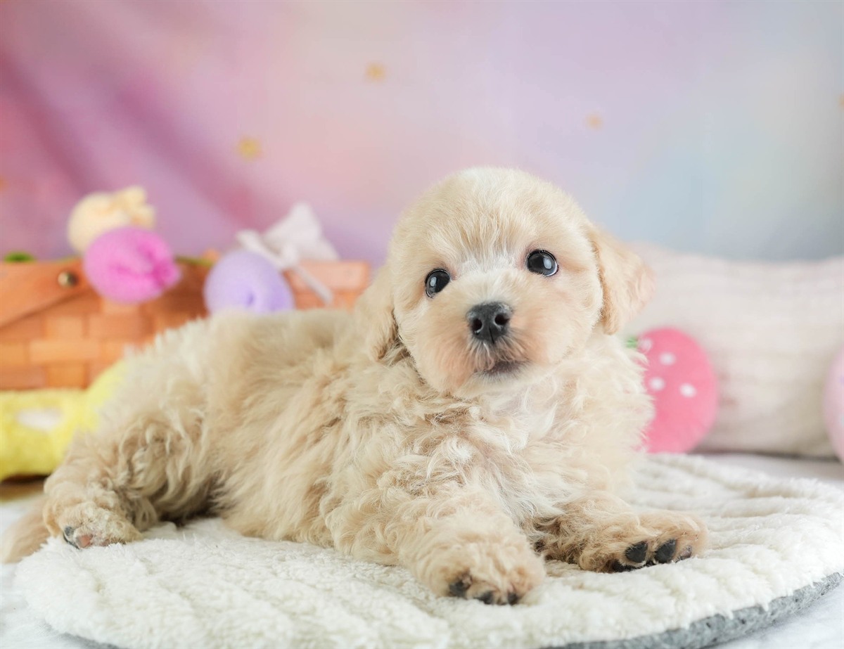 マルプー | 男の子 | アプリコット | 2026年2月14日（ID:dog-30003025）