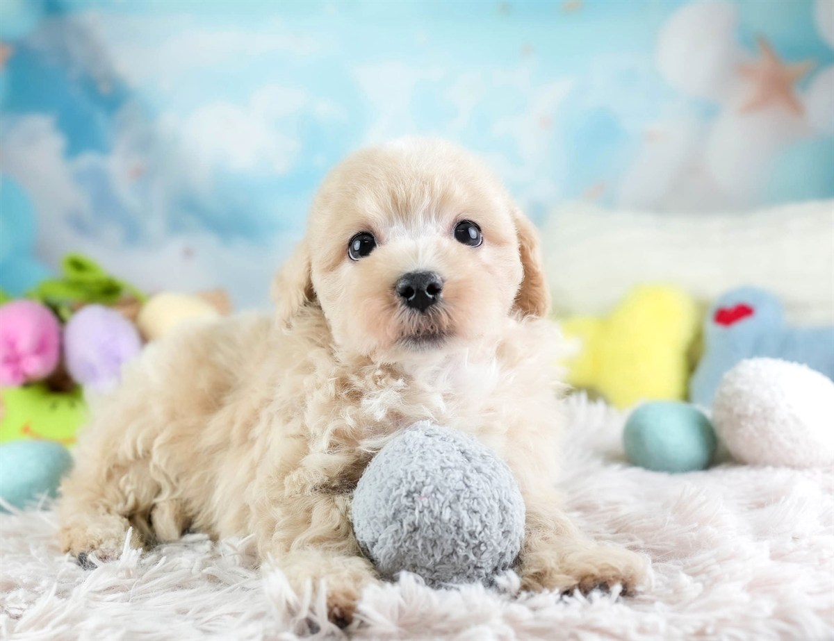 マルプー | 男の子 | アプリコット | 2026年2月14日（ID:dog-30003025）