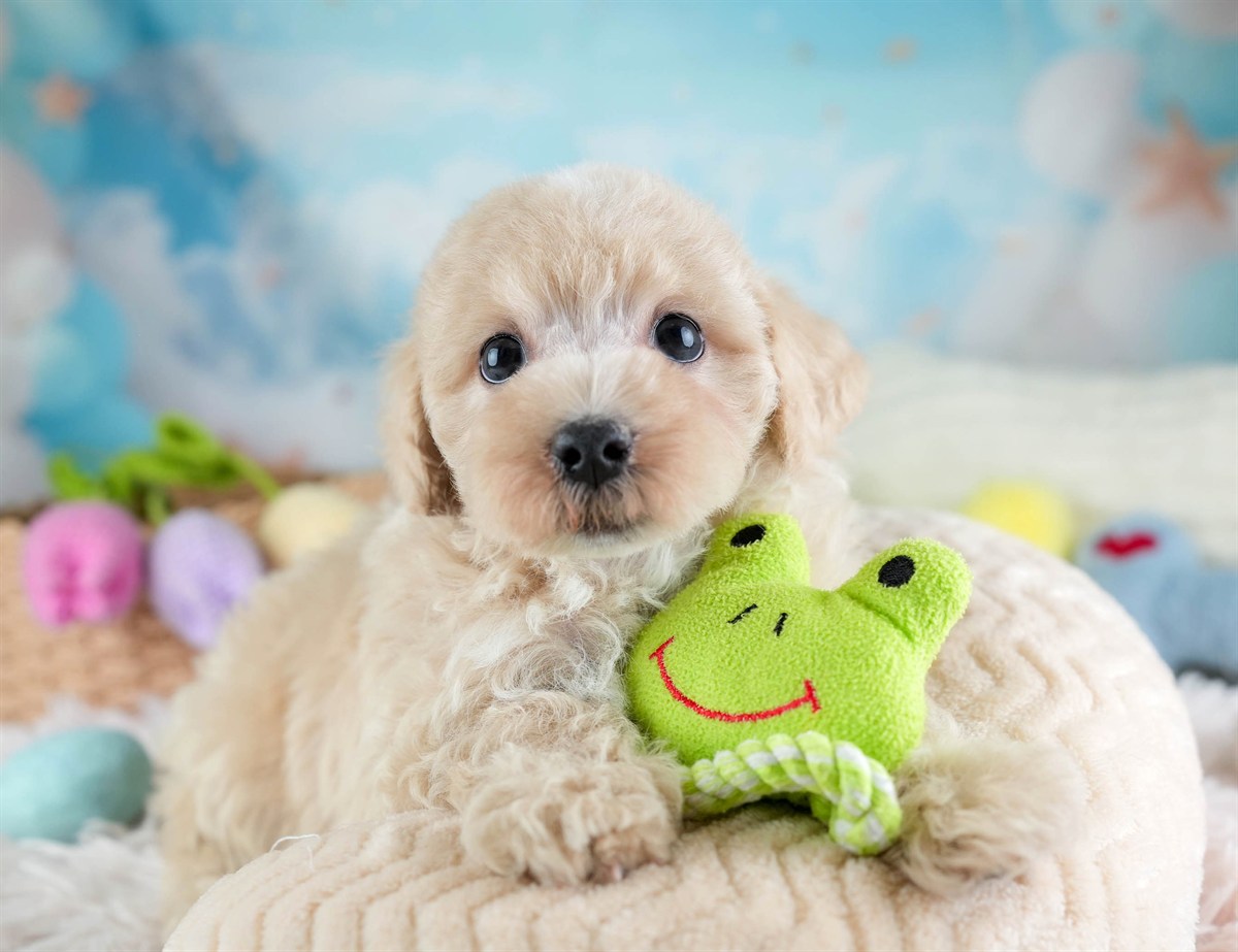 マルプー | 男の子 | アプリコット | 2026年2月14日（ID:dog-30003025）