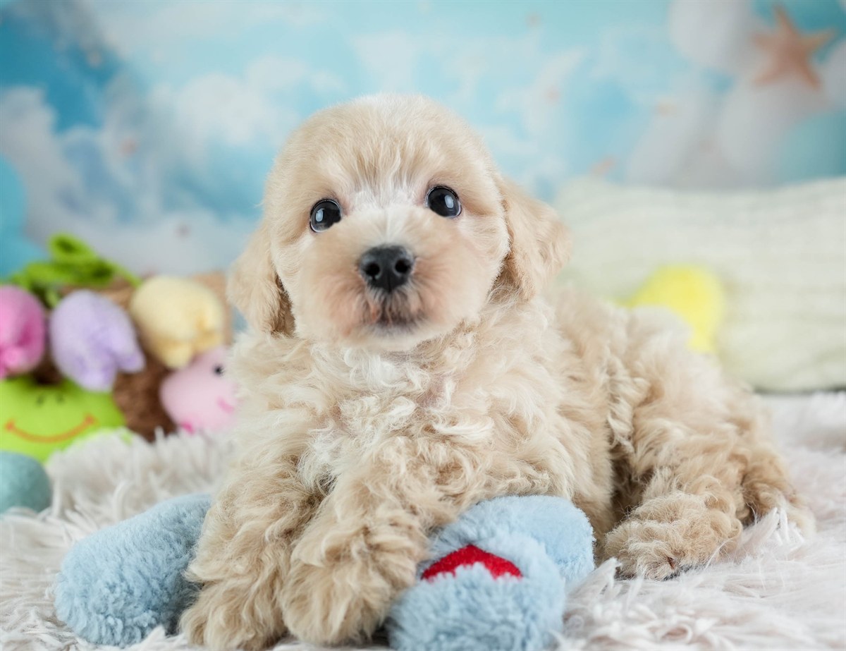 マルプー | 男の子 | アプリコット | 2026年2月14日（ID:dog-30003025）