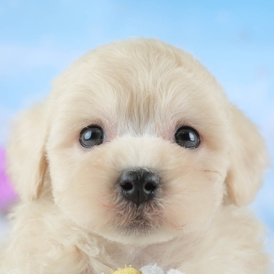 マルプー | 男の子 | アプリコット | 2026年2月14日（ID:dog-30003026）