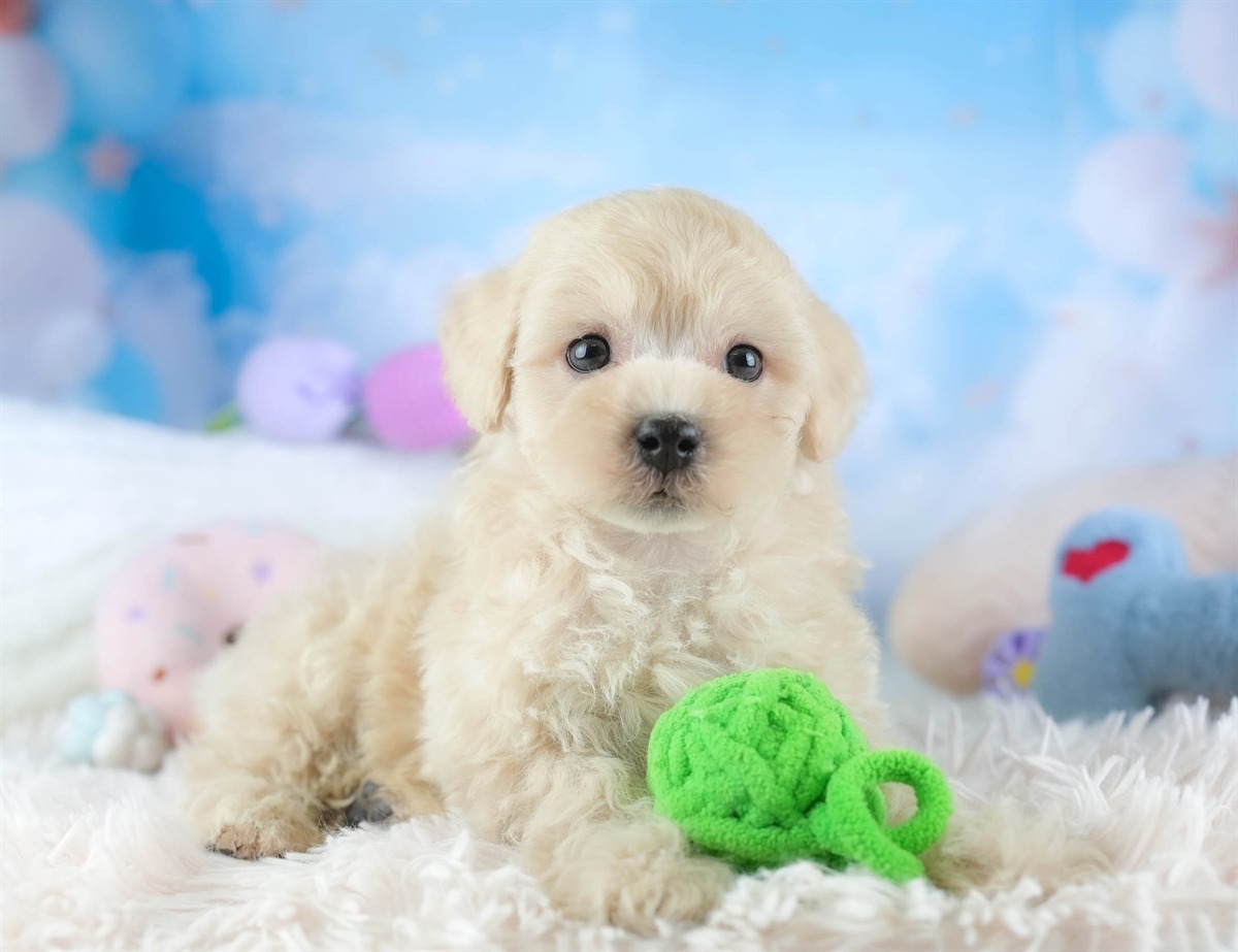 マルプー | 男の子 | アプリコット | 2026年2月14日（ID:dog-30003026）