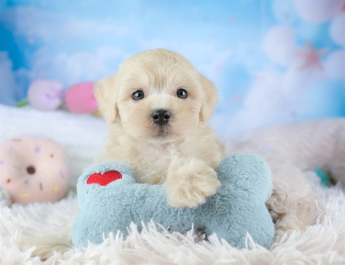 マルプー | 男の子 | アプリコット | 2026年2月14日（ID:dog-30003026）