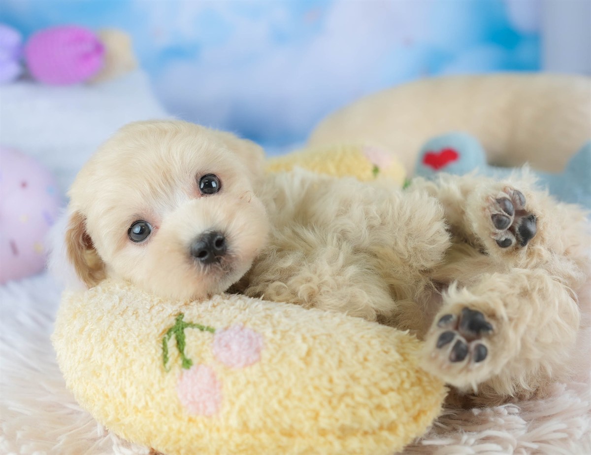 マルプー | 男の子 | アプリコット | 2026年2月14日（ID:dog-30003026）