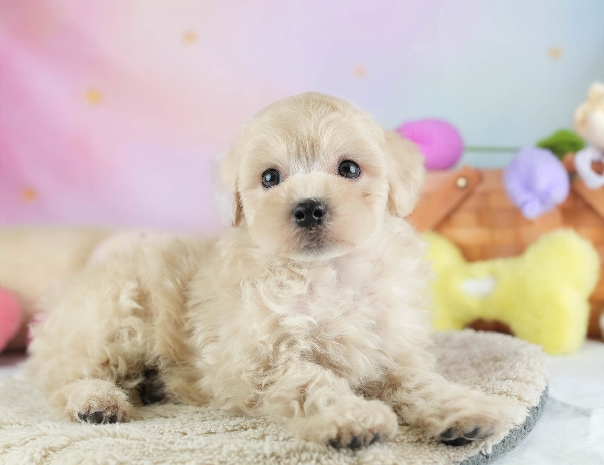 マルプー | 男の子 | アプリコット | 2026年2月14日（ID:dog-30003026）