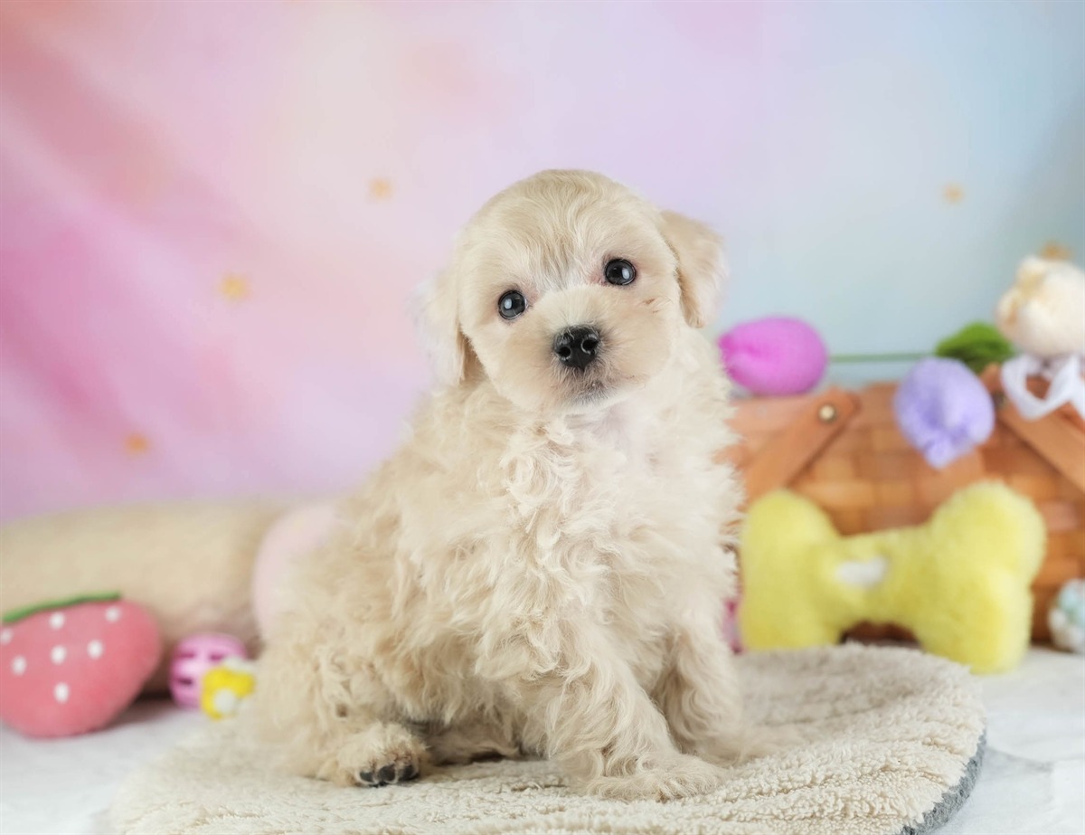 マルプー | 男の子 | アプリコット | 2026年2月14日（ID:dog-30003026）