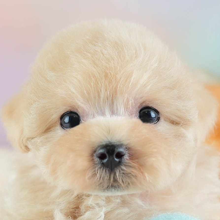 マルプー | 女の子 | アプリコット | 2026年2月14日（ID:dog-30003027）