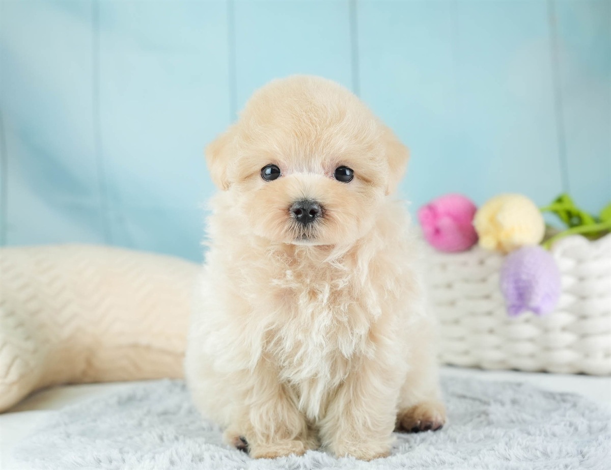 マルプー | 女の子 | アプリコット | 2026年2月14日（ID:dog-30003027）