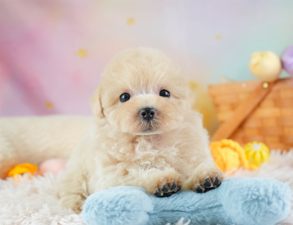 マルプー | 女の子 | アプリコット | 2026年2月14日（ID:dog-30003027）