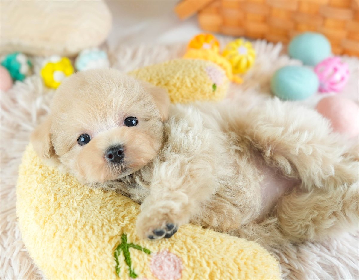 マルプー | 女の子 | アプリコット | 2026年2月14日（ID:dog-30003027）