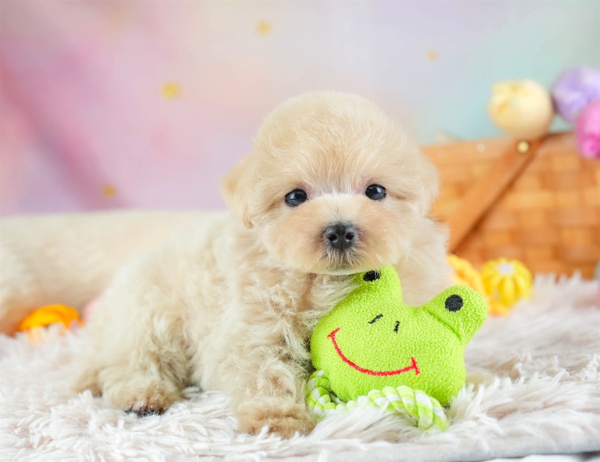 マルプー | 女の子 | アプリコット | 2026年2月14日（ID:dog-30003027）