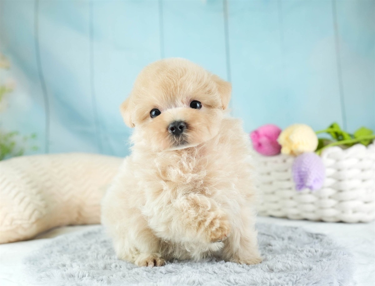 マルプー | 女の子 | アプリコット | 2026年2月14日（ID:dog-30003027）