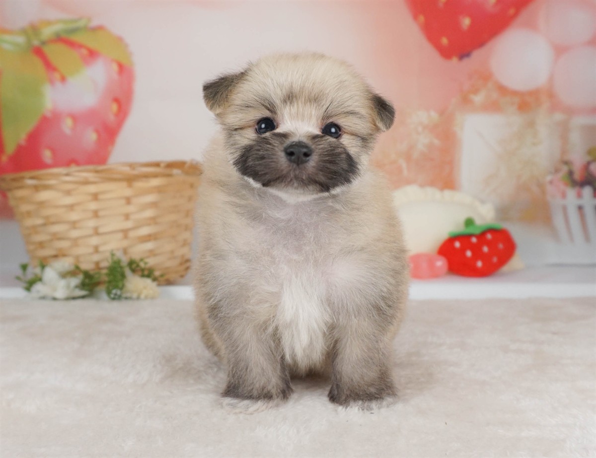 ポメマル | 女の子 | ウルフセーブル | 2026年2月15日（ID:dog-30003028）