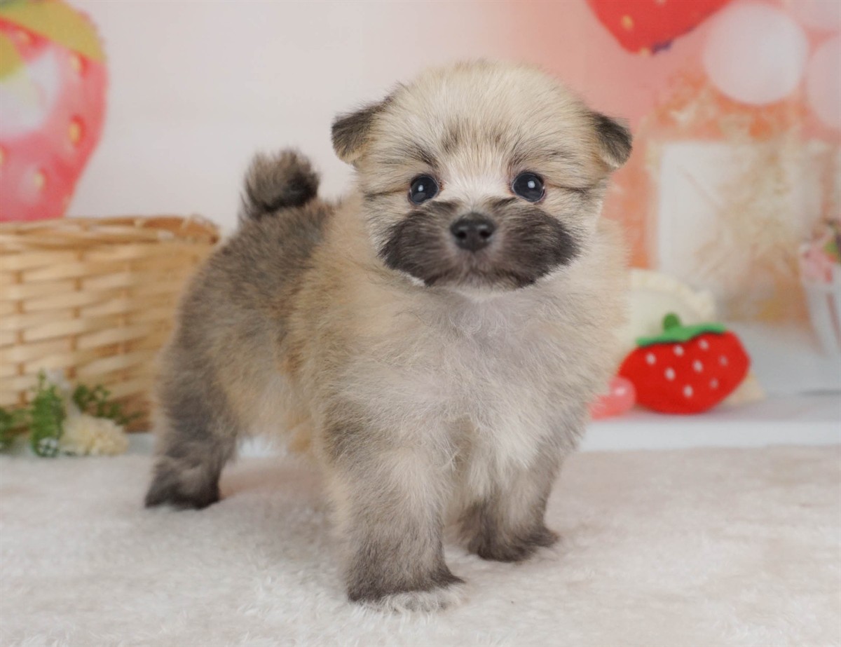 ポメマル | 女の子 | ウルフセーブル | 2026年2月15日