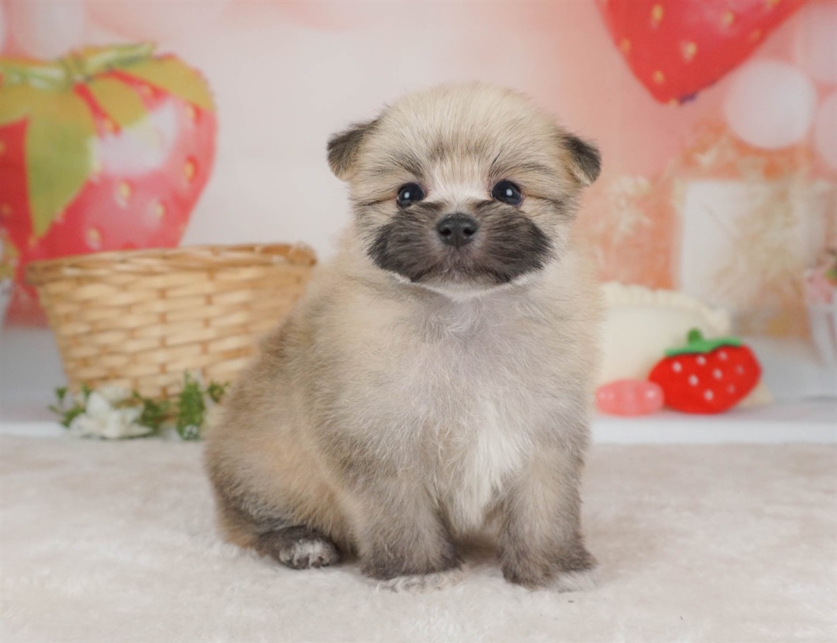 ポメマル | 女の子 | ウルフセーブル | 2026年2月15日