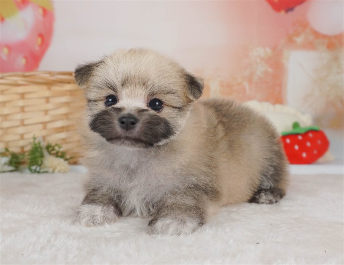 ポメマル | 女の子 | ウルフセーブル | 2026年2月15日