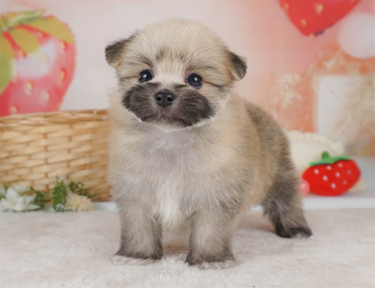 ポメマル | 女の子 | ウルフセーブル | 2026年2月15日