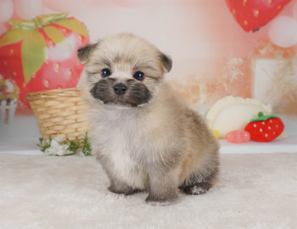 ポメマル | 女の子 | ウルフセーブル | 2026年2月15日