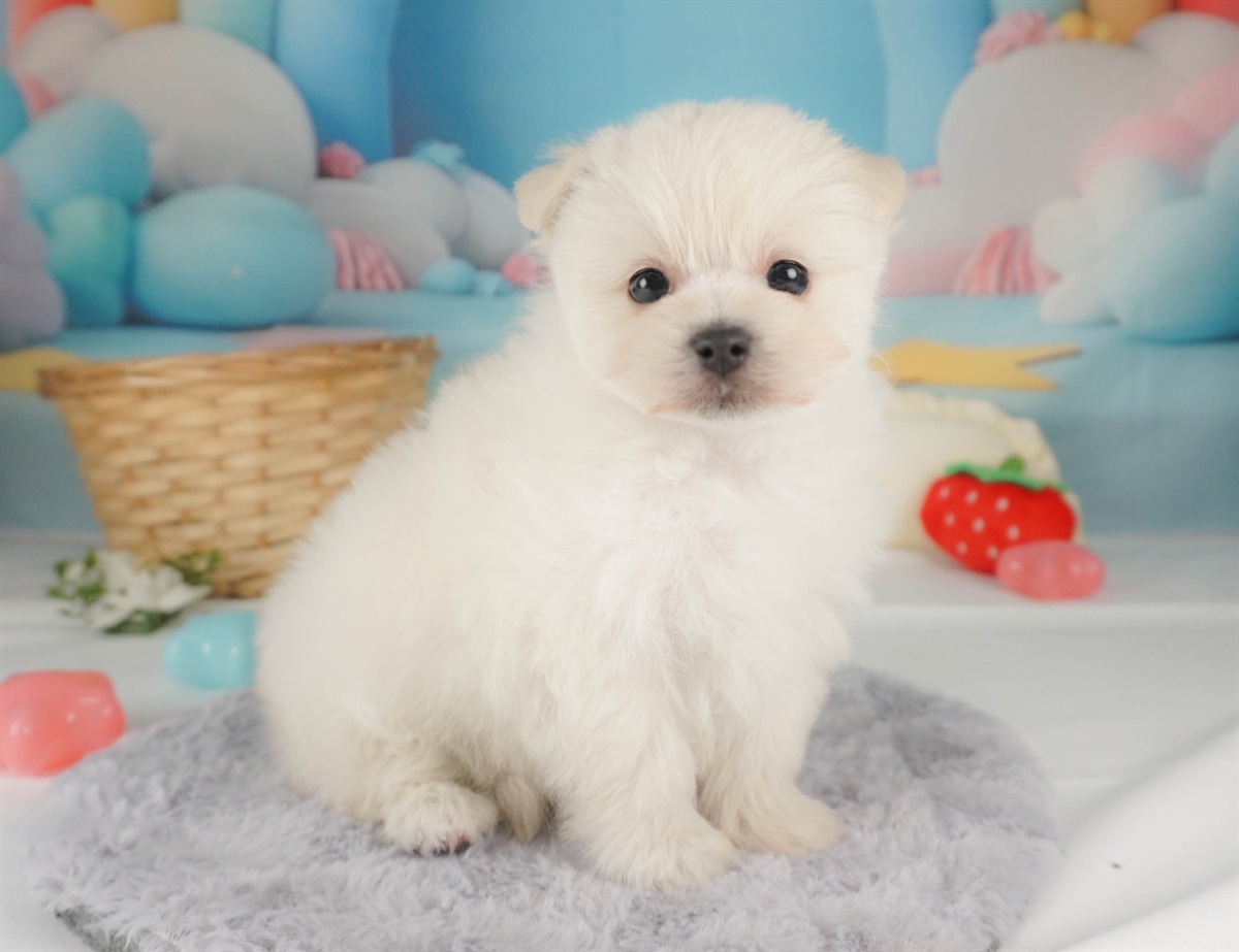 ポメマル | 女の子 | クリーム | 2026年2月15日