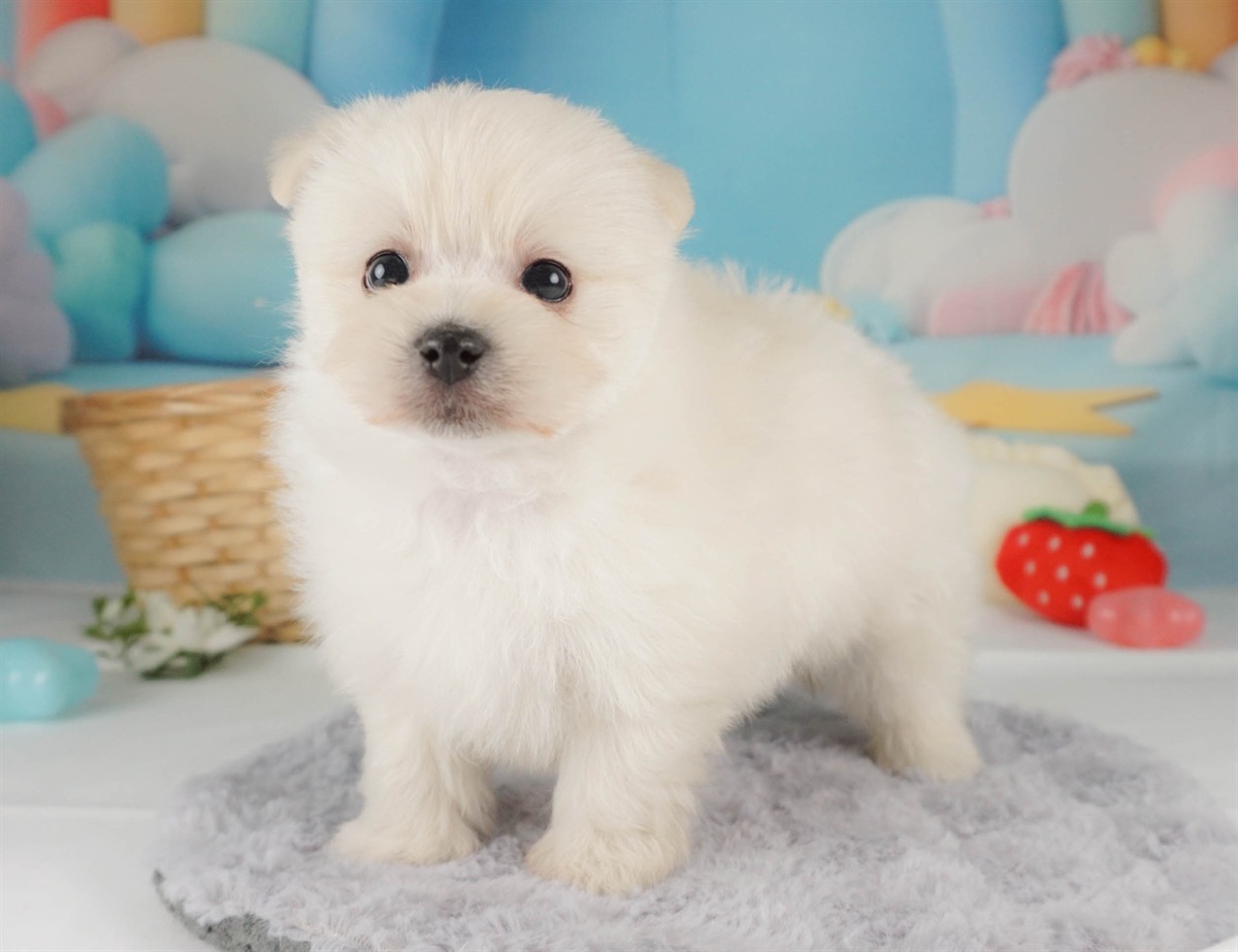 ポメマル | 女の子 | クリーム | 2026年2月15日