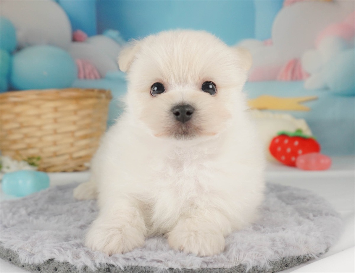 ポメマル | 女の子 | クリーム | 2026年2月15日