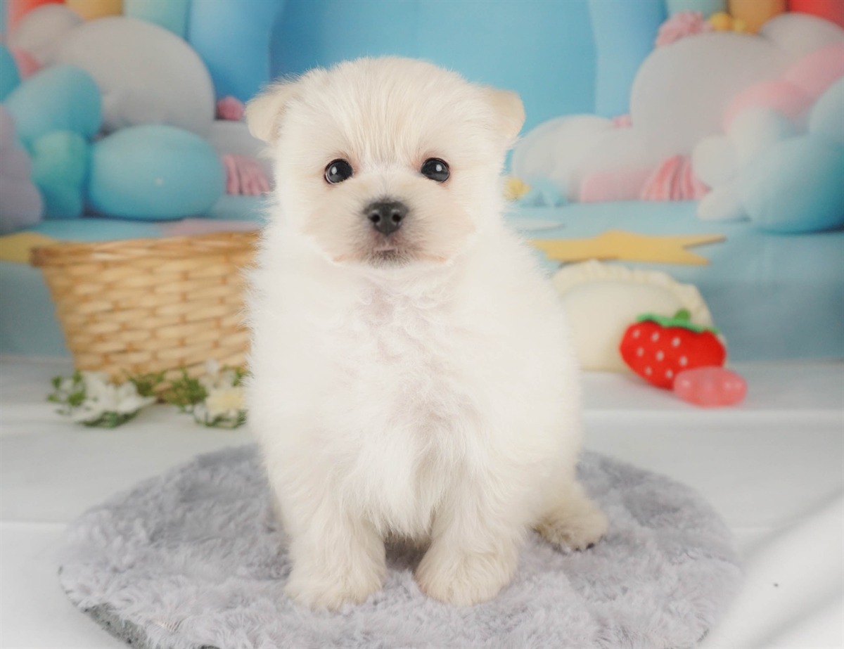 ポメマル | 女の子 | クリーム | 2026年2月15日