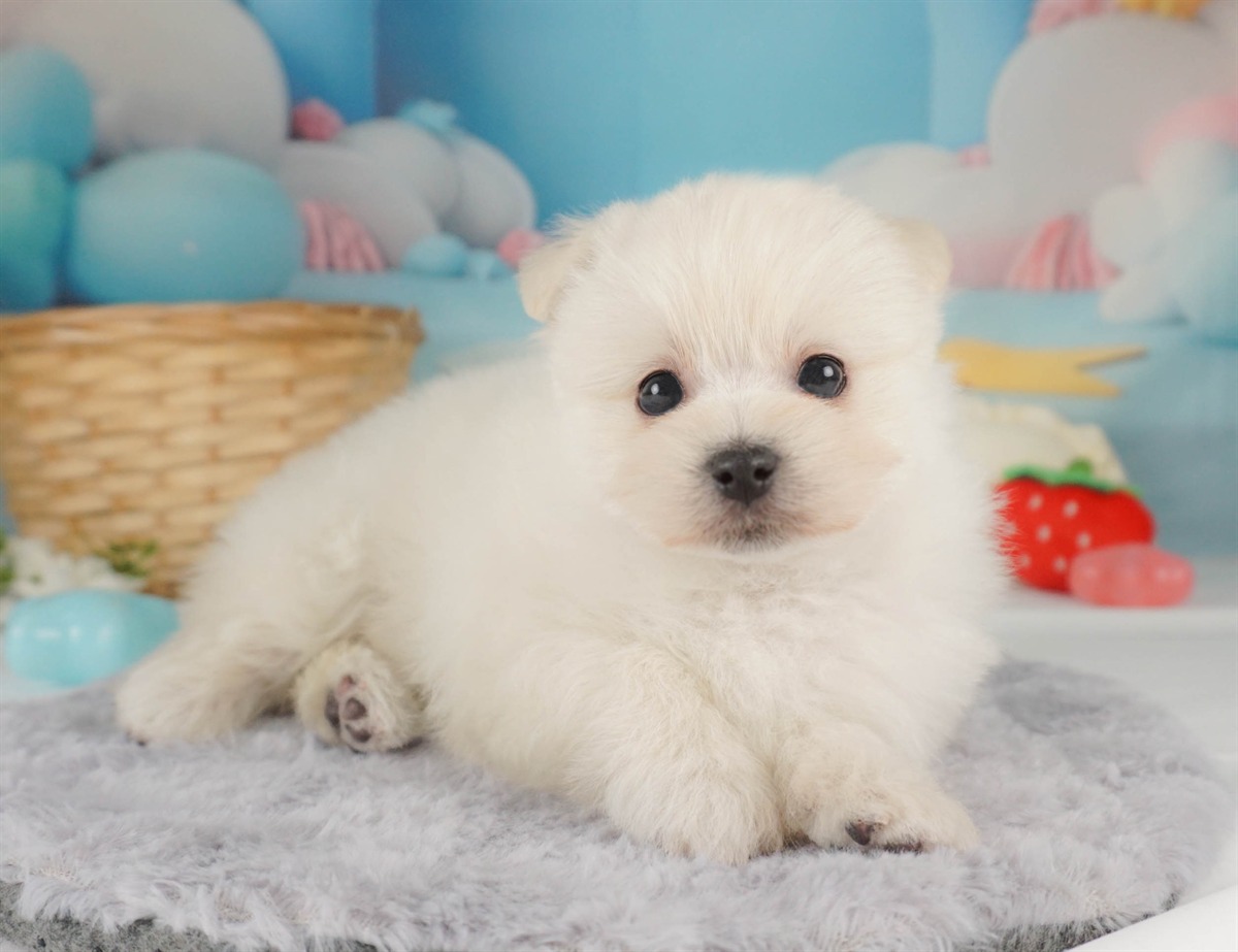 ポメマル | 女の子 | クリーム | 2026年2月15日