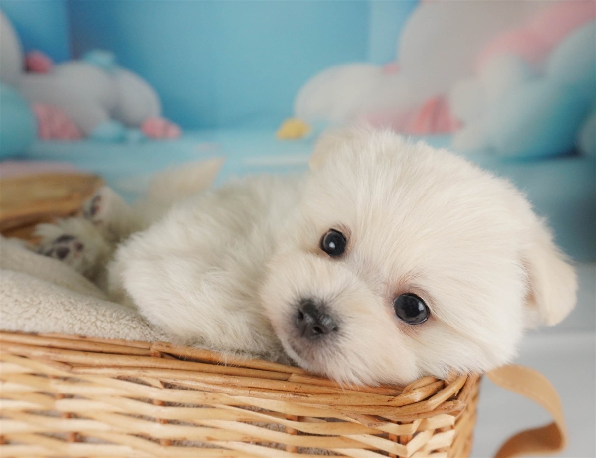 ポメマル | 女の子 | クリーム | 2026年2月15日