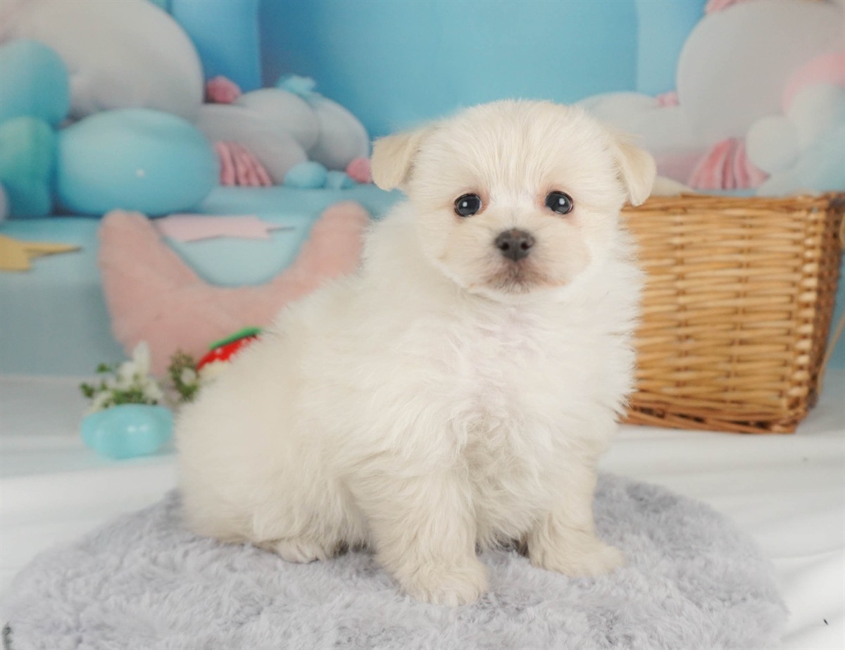 ポメマル | 女の子 | クリーム | 2026年2月15日