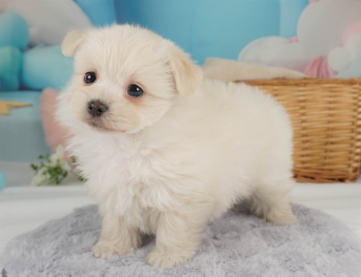 ポメマル | 女の子 | クリーム | 2026年2月15日