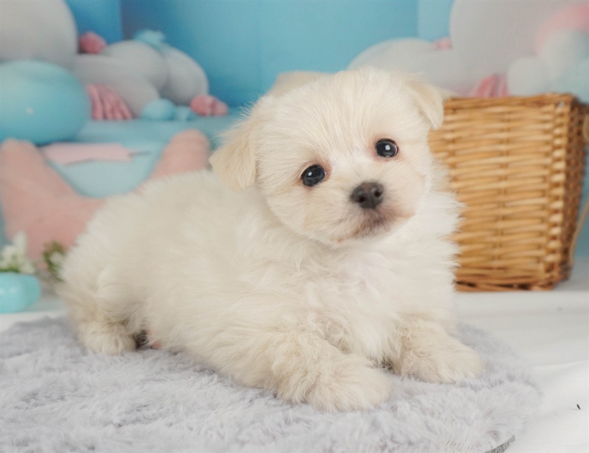 ポメマル | 女の子 | クリーム | 2026年2月15日