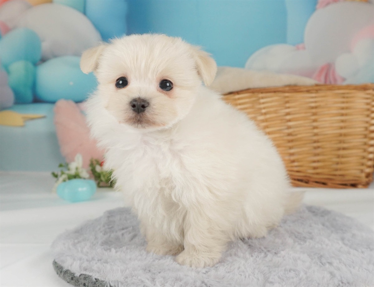 ポメマル | 女の子 | クリーム | 2026年2月15日