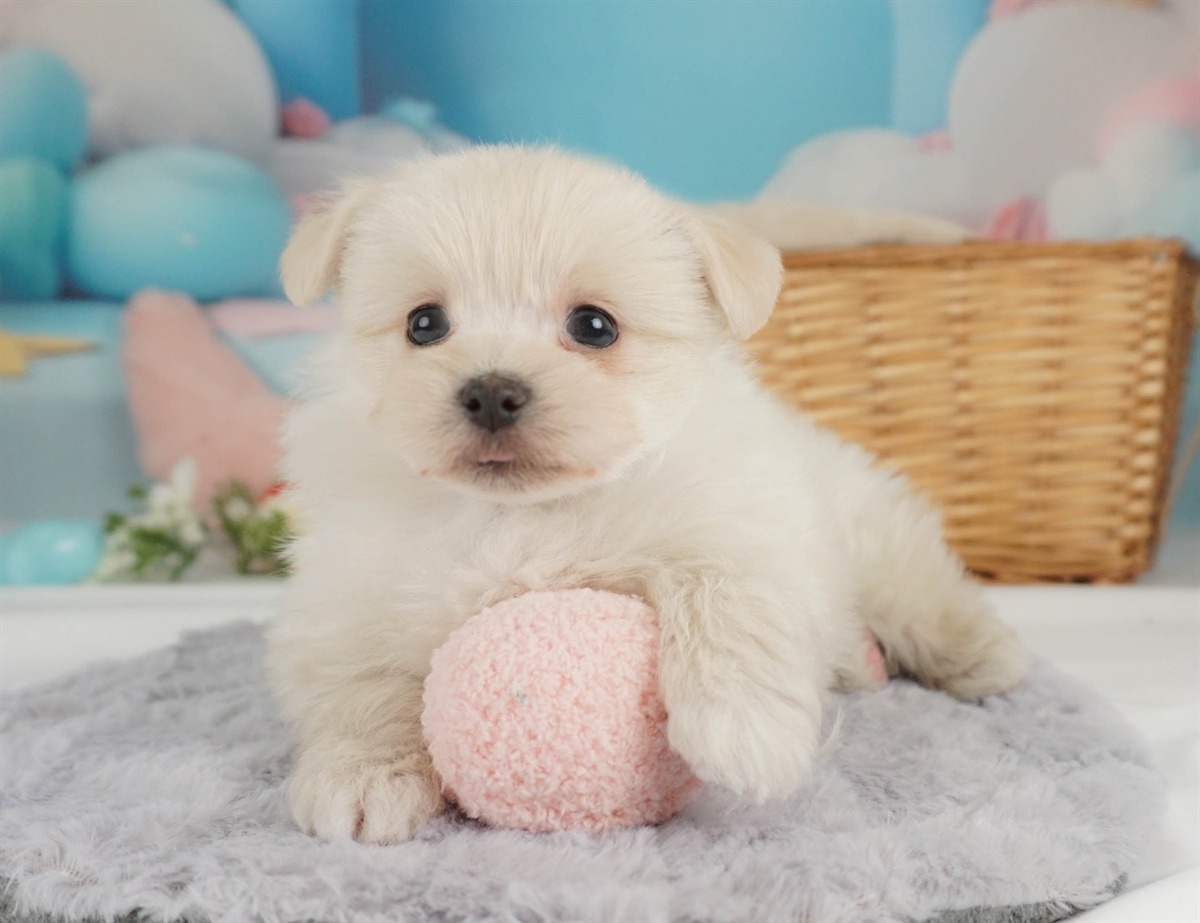 ポメマル | 女の子 | クリーム | 2026年2月15日