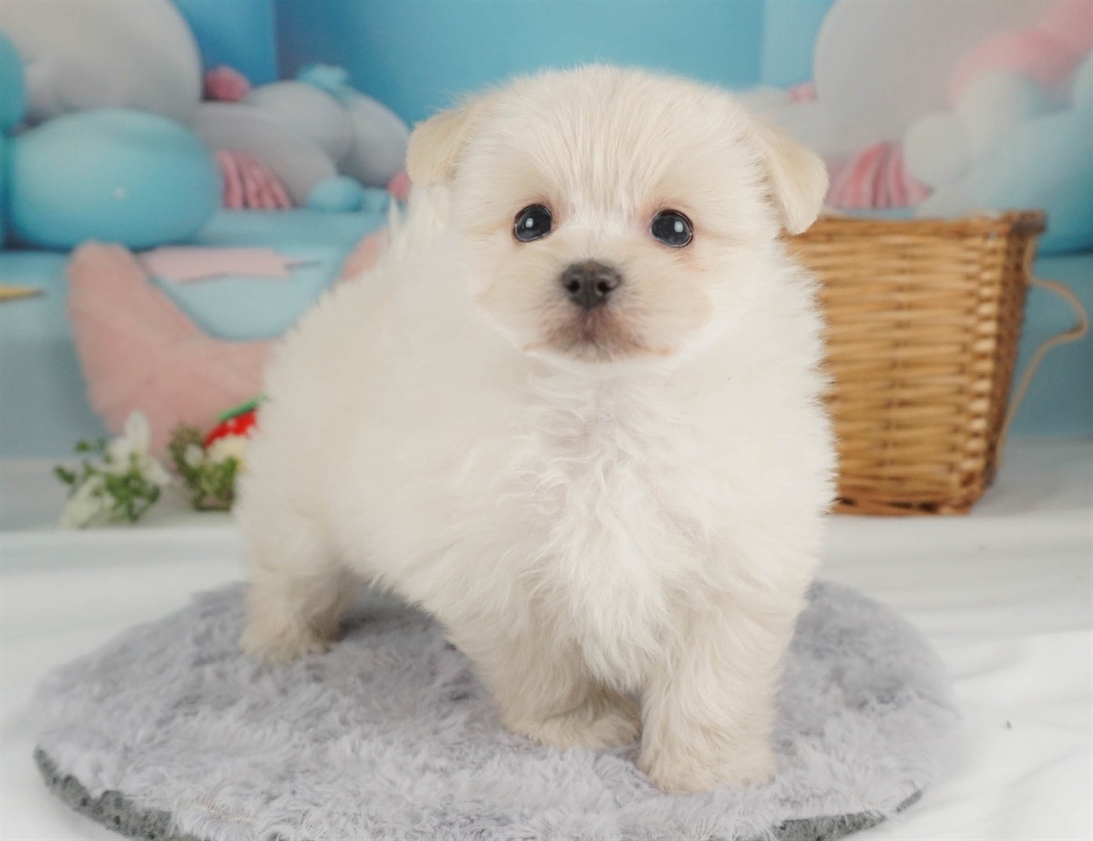 ポメマル | 女の子 | クリーム | 2026年2月15日